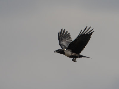 Pied Crow / Bonte kraai / Corvus albus