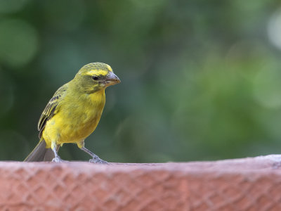 Brimstone Canary / Zwavelkanarie / Crithagra sulphurata