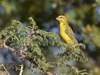 Brimstone Canary / Zwavelkanarie / Crithagra sulphurata