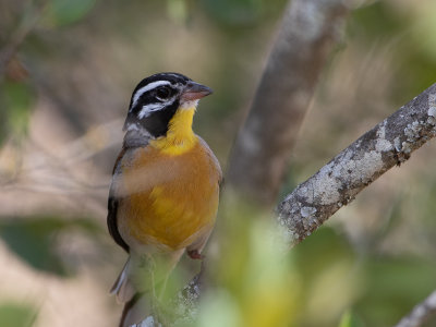 Golden-breasted Bunting / Acaciagors / Emberiza flaviventris