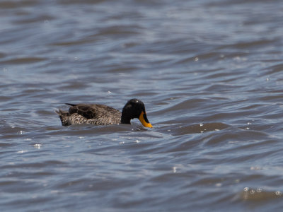 Yellow-billed Duck / Geelsnaveleend / Anas undulata