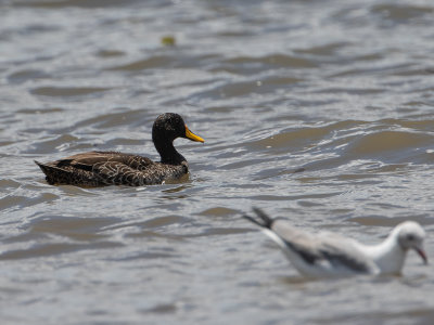 Yellow-billed Duck / Geelsnaveleend / Anas undulata