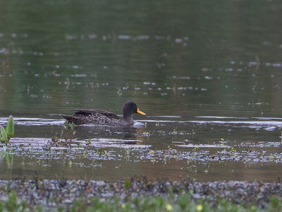 Yellow-billed Duck / Geelsnaveleend / Anas undulata