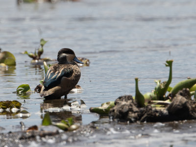 Hottentot Teal / Hottentottaling / Spatula hottentota