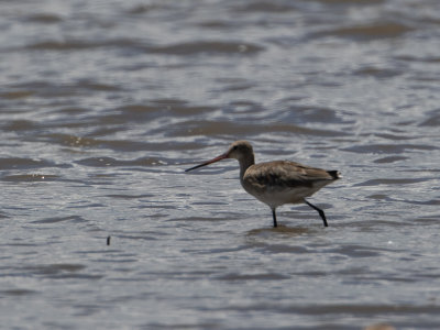 Bar-tailed Godwit / Rosse grutto / Limosa lapponica