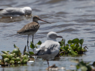 Bar-tailed Godwit / Rosse grutto / Limosa lapponica