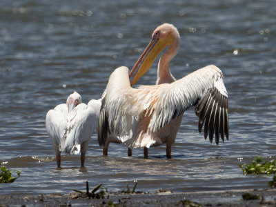 Great White Pelican / Roze Pelikaan / Pelecanus onocrotalus