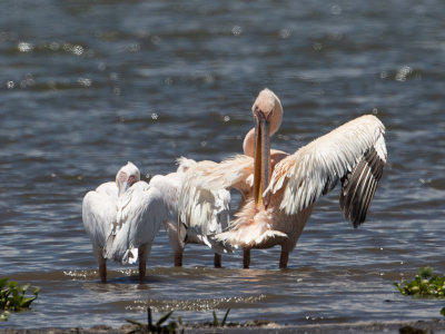 Great White Pelican / Roze Pelikaan / Pelecanus onocrotalus