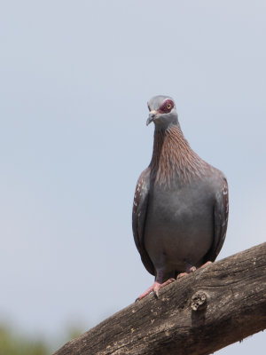 Speckled Pigeon / Gespikkelde duif / Columba guinea