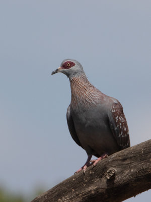 Speckled Pigeon / Gespikkelde duif / Columba guinea