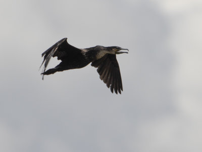 Great Cormorant / Aalscholver / Phalacrocorax carbo