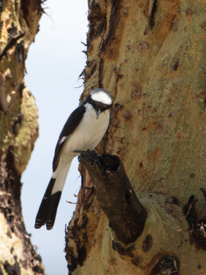 Grey-backed Fiscal / Grijsrugklapekster / Lanius excubitoroides