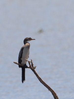 Long-tailed Cormorant / Afrikaanse dwergaalscholver / Microcarbo africanus