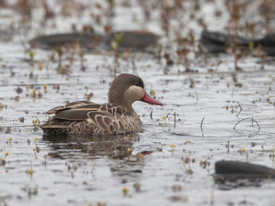 Red-billed Teal / Roodsnavelpijlstaart / Anas erythrorhyncha