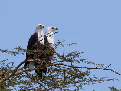 African Fish Eagle / Afrikaanse zeearend / Haliaeetus vocifer