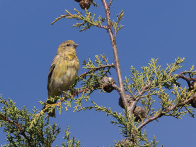 Yellow-crowned Canary / Geelkruinkanarie / Serinus flavivertex