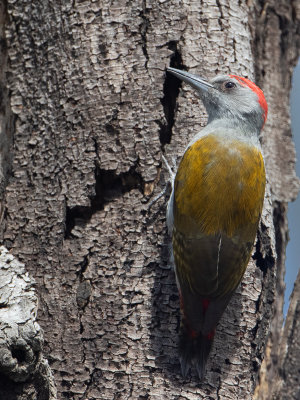 Grey Woodpecker / Grijsgroene specht / Dendropicos goertae