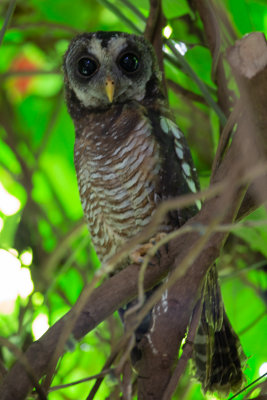 African Wood Owl / Afrikaanse bosuil / Strix woodfordii