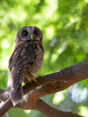African Wood Owl / Afrikaanse bosuil / Strix woodfordii