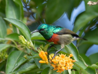 Eastern Double-collared Sunbird / Kilimanjarohoningzuiger / Cinnyris mediocris