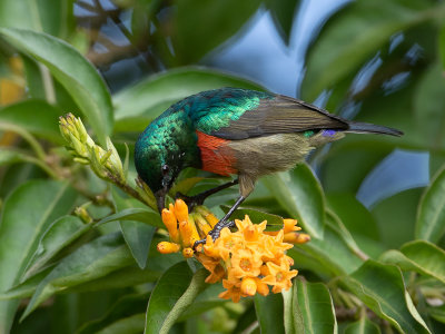 Eastern Double-collared Sunbird / Kilimanjarohoningzuiger / Cinnyris mediocris