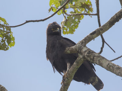 Long-crested Eagle / Afrikaanse zwarte kuifarend / Lophaetus occipitalis