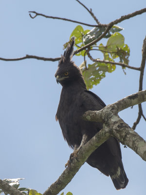 Long-crested Eagle / Afrikaanse zwarte kuifarend / Lophaetus occipitalis
