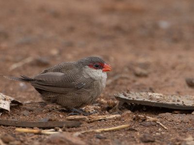 Common Waxbill / Sint-Helenafazantje / Estrilda astrild