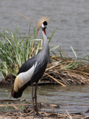 Grey Crowned Crane / Kroonkraanvogel / Balearica regulorum