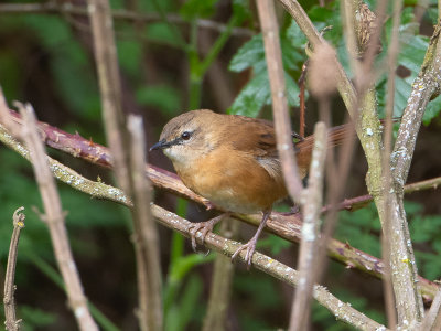 Cinnamon Bracken Warbler / Kaneelstruikzanger / Bradypterus cinnamomeus