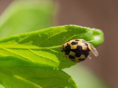 Schaakbordlieveheersbeestje / 14-spotted Ladybird / Propylea quatuordecimpunctata