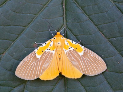 Asota speciosa / Specious Tiger Moth