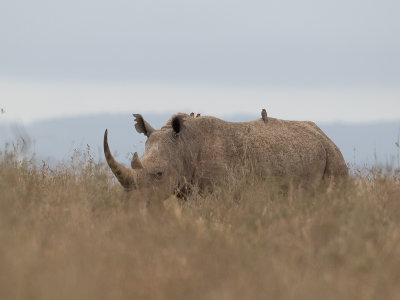 Black rhinoceros / Zwarte neushoorn / Diceros bicornis