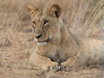 Lion / Leeuw / Panthera leo