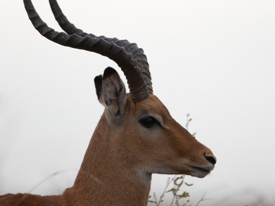 Impala / Impala / Aepyceros melampus