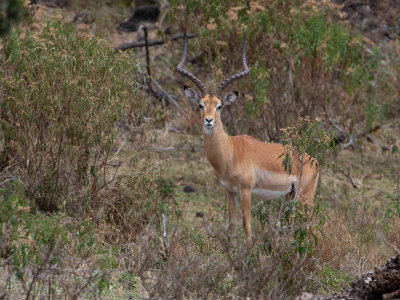 Impala / Impala / Aepyceros melampus