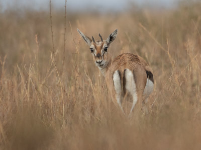 Thomson's gazelle / Thomsongazelle / Eudorcas thomsonii