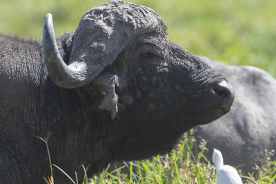 African buffalo / Kafferbuffel / Syncerus caffer