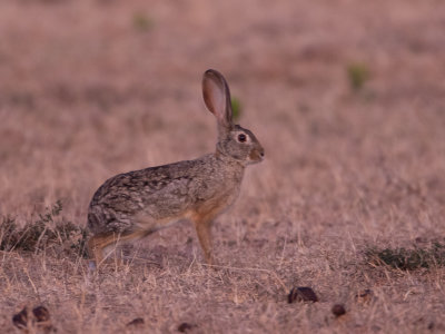 African Savanna Hare / Savannehaas / Lepus microtis
