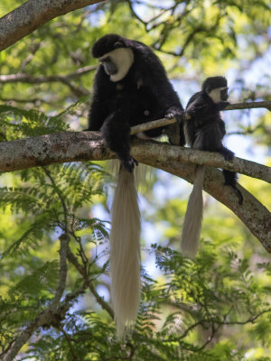 Mantled guereza / Oostelijke franjeaap / Colobus guereza