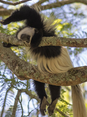 Mantled guereza / Oostelijke franjeaap / Colobus guereza