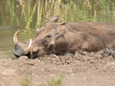 Common Warthog / Knobbelzwijn / Phacochoerus africanus