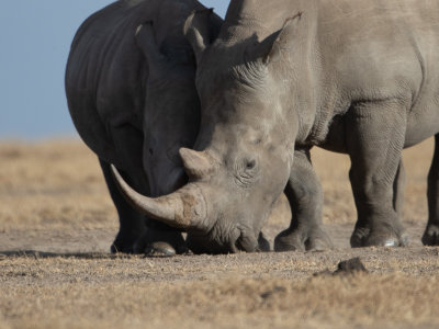 White rhinoceros / Witte neushoorn / Ceratotherium simum