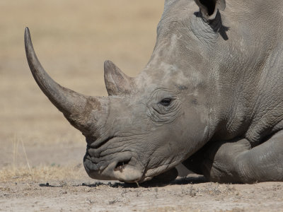 White rhinoceros / Witte neushoorn / Ceratotherium simum