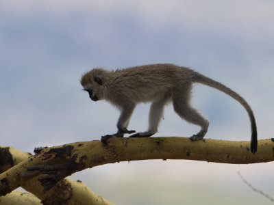 Vervet monkey / Vervet /Chlorocebus pygerythrus