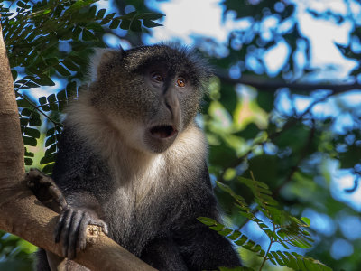 Sykes' monkey / Witkeelmeerkat / Cercopithecus albogularis