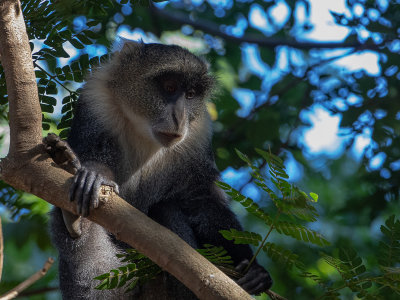 Sykes' monkey / Witkeelmeerkat / Cercopithecus albogularis