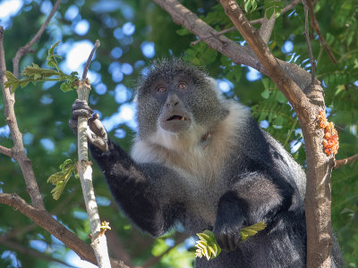 Sykes' monkey / Witkeelmeerkat / Cercopithecus albogularis