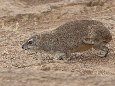 Rock Hyrax / Kaapse klipdas / Procavia capensis