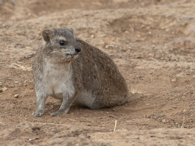 Rock Hyrax / Kaapse klipdas / Procavia capensis